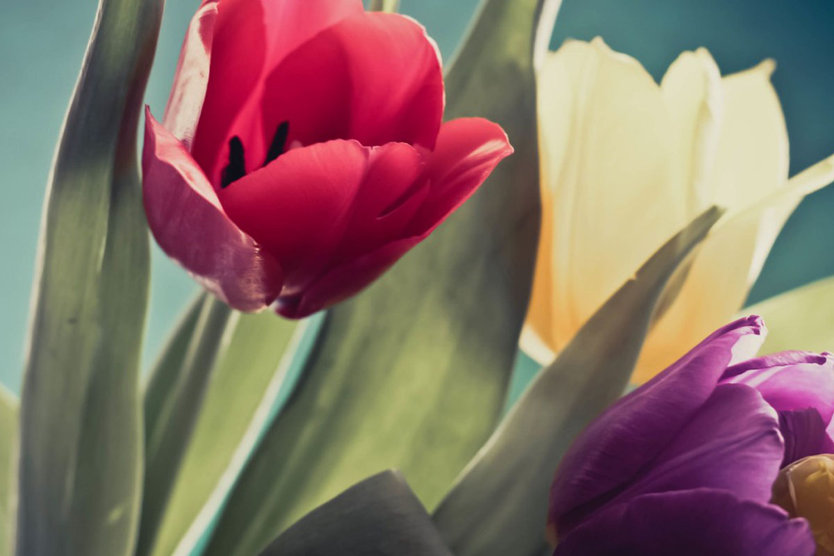 Are Bitcoin and Tulip Mania the same? No way! Here’s why