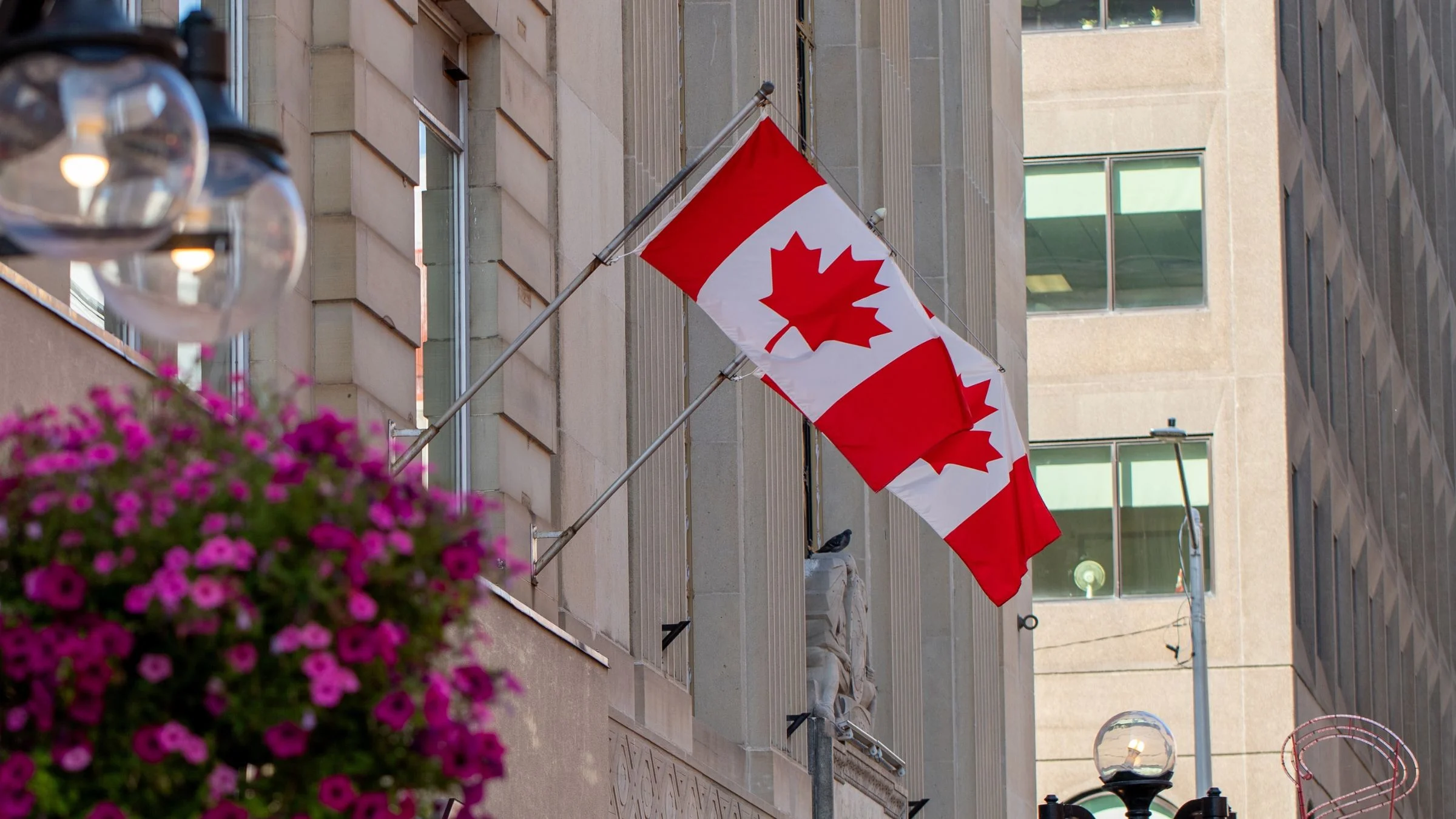 Canadian flags mounted on a downtown building facade, with street lamps and pink flowers visible in the foreground.