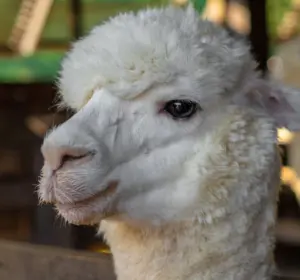 Alpaca Raises $135M for Tokenized Brokerage