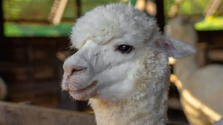 Alpaca Raises $135M for Tokenized Brokerage